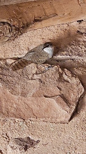Canyon Wren
