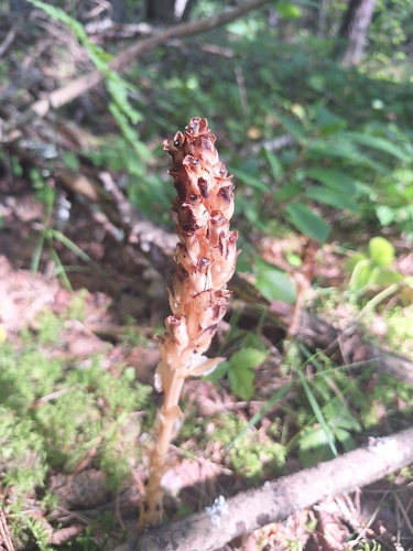Common Toothwort