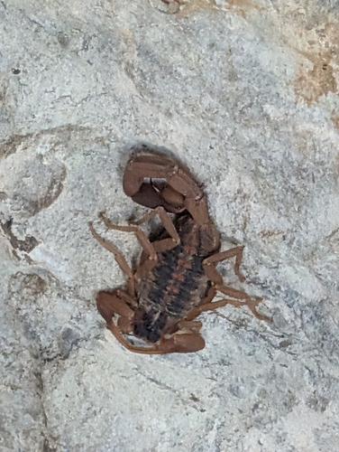 Striped Bark Scorpion