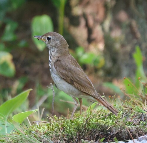 Hermit Thrush