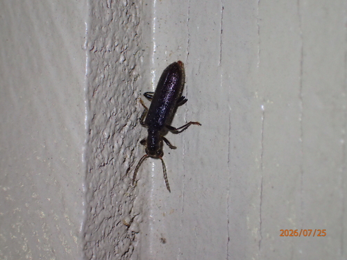Bicolored Checkered Beetle
