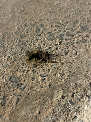 Tropical House Cricket