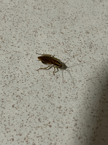 German Cockroach