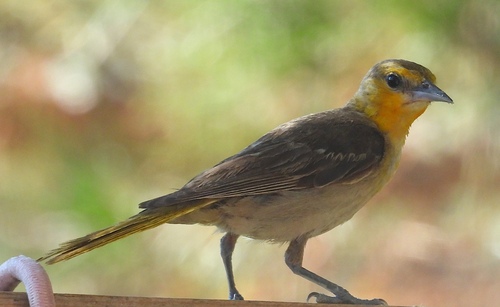 Bullock's Oriole
