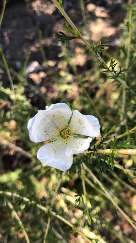 Apache plume