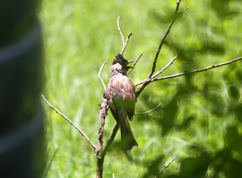 Sooty-headed Bulbul