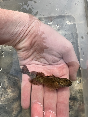 Slimy Sculpin