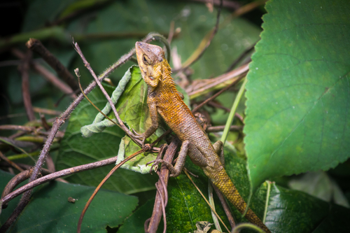 Thai Garden Lizard