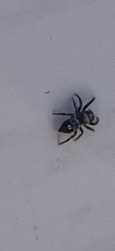 Bold Jumping Spider