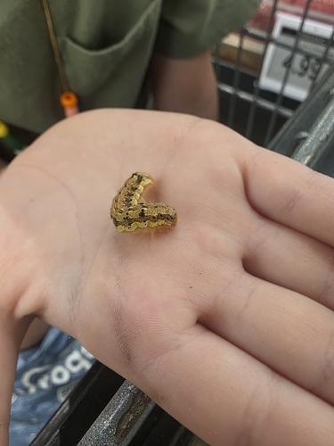 Corn Earworm Moth