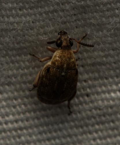 Prosopis Seed Beetle