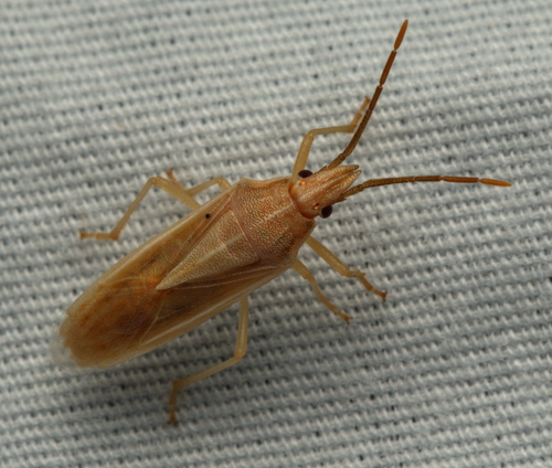 Mecidea