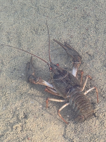 Narrow-clawed crayfish