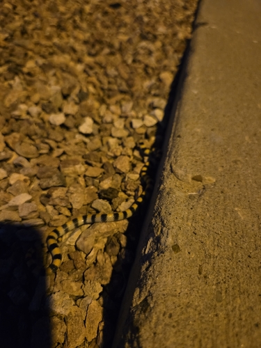 Ground Snake