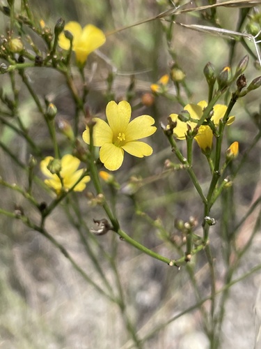 Rock Flax