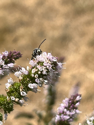 Nomad Bees