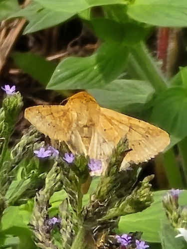 Corn Earworm Moth