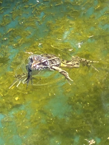 Rio Grande Leopard Frog