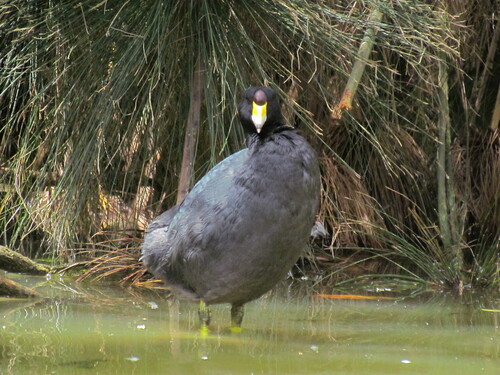 Fulica americana