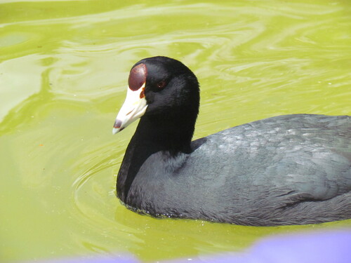 Fulica americana