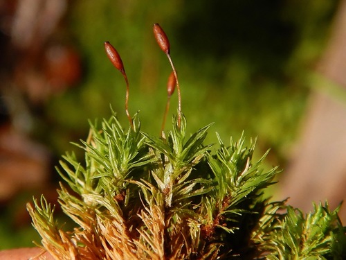Syrrhopodon incompletus