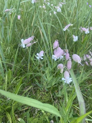 bladder campion