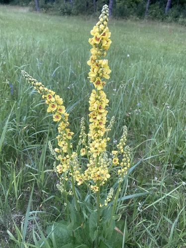 Dark Mullein