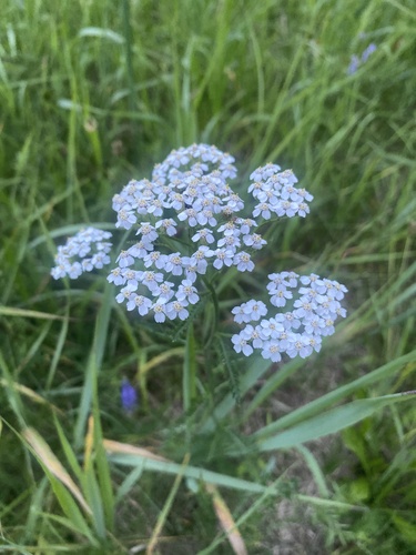 common yarrow