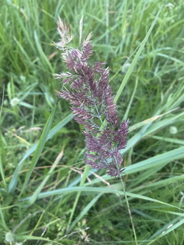 Bushgrass