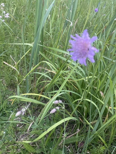 Field Scabious