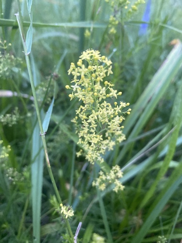 Lady's Bedstraw