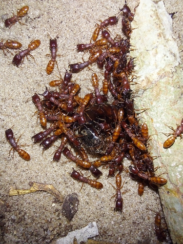 Dorylus politusDorylus politus