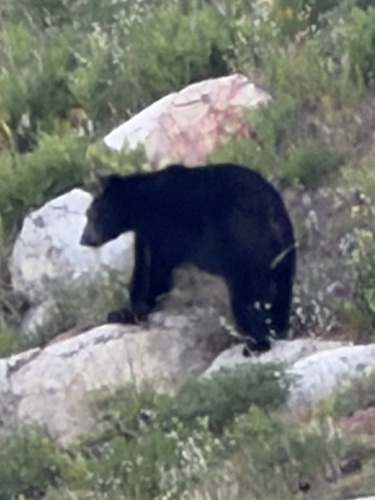 American Black Bear