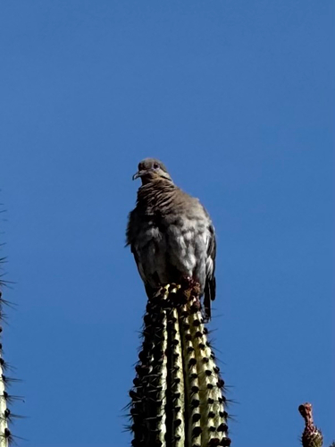 White-winged Dove
