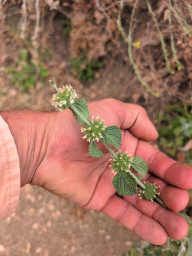 White Horehound