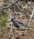 Steller's Jay
