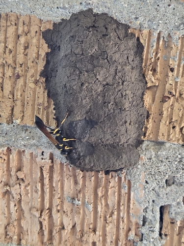 Yellow-legged Mud-dauber Wasp