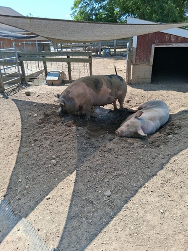 Wild Boar