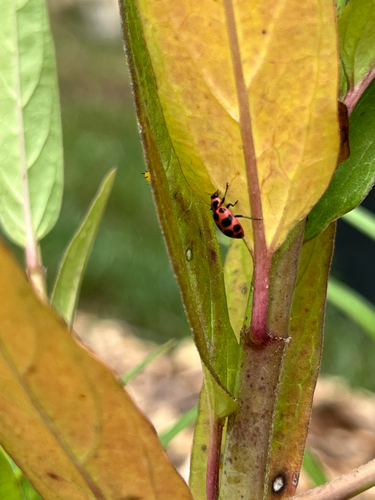 Spotted Pink Lady Beetle