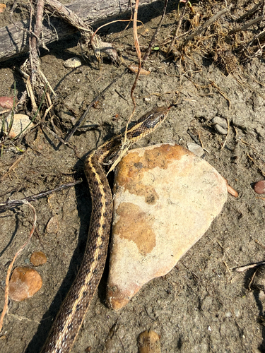 Western Terrestrial Garter Snake