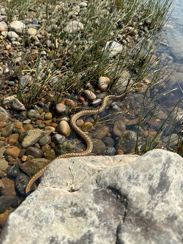 Western Terrestrial Garter Snake