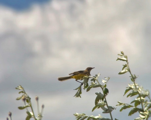 Western Yellow Wagtail