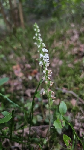 lesser rattlesnake plantain