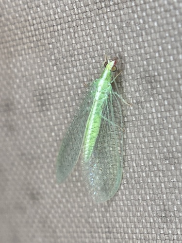 Red-lipped Green Lacewing