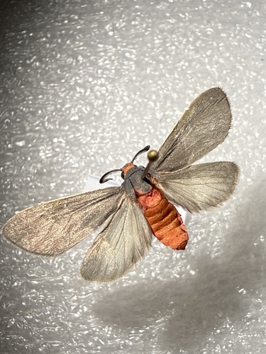 Mouse-colored Euchaetes