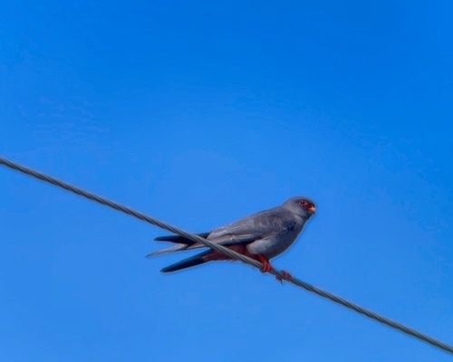 Red-footed Falcon