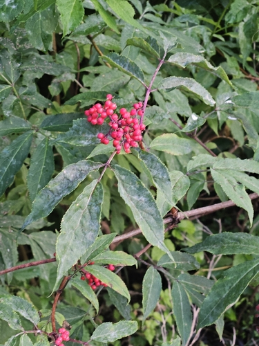 red-berried elder