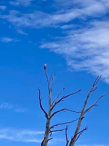 iNaturalist observation photo of Clark's Nutcracker