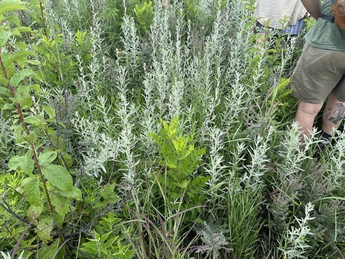 Silver Wormwood