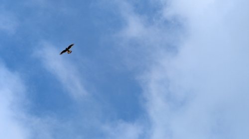 American Kestrel